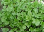 How To Grow And Care For Cilantro, How To Grow Cilantro